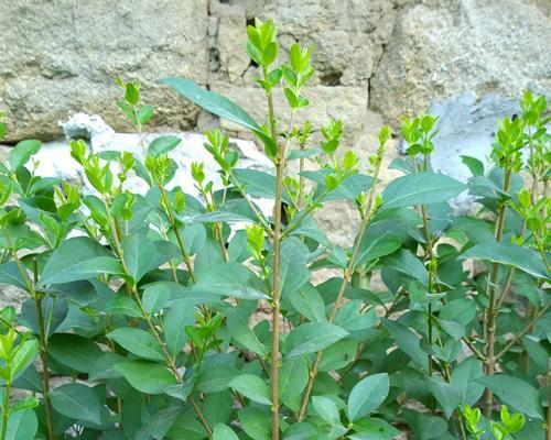 女贞是什么植物？女贞的特性及其常见问题解答？