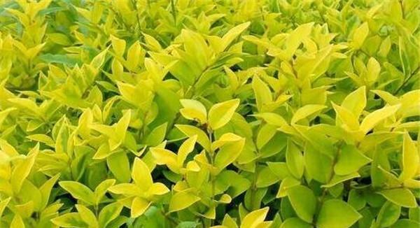 女贞是什么植物？女贞的特性及其常见问题解答？