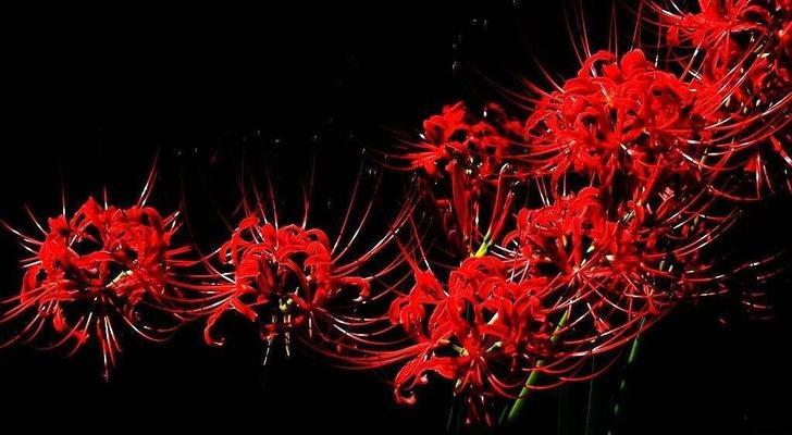 彼岸花花语大全（探索彼岸花的深意）