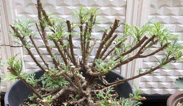 非洲菊水浇多了怎么办？如何正确浇水保持植物健康？