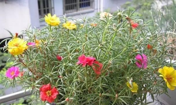 非洲菊水浇多了怎么办？如何正确浇水保持植物健康？