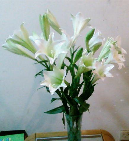 百合花的生肖寓意（揭秘百合花背后的生肖象征）