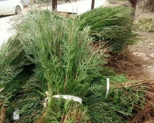 柏树掉叶子怎么办？如何有效预防和处理？