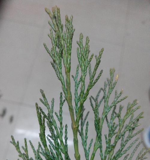 柏树掉叶子怎么办？如何有效预防和处理？