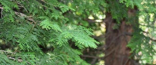 柏树掉叶子怎么办？如何有效预防和处理？