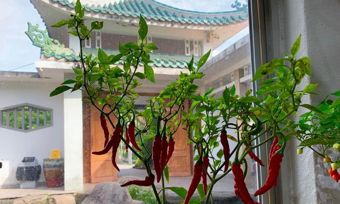 以辣椒代表什么生肖（辣椒与十二生肖的奇妙联系）