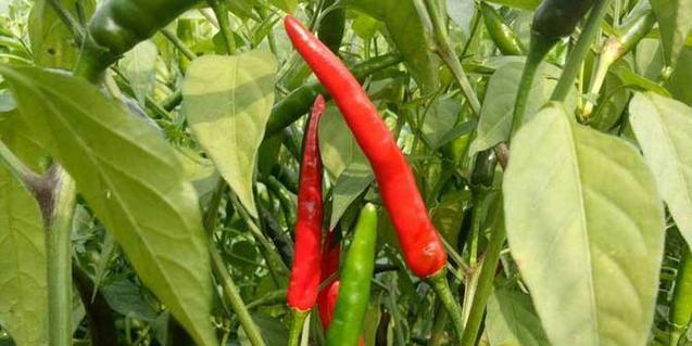 以辣椒代表什么生肖（辣椒与十二生肖的奇妙联系）