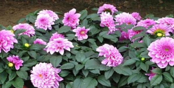 春季开花的花卉有哪些？如何选择适合春天种植的花卉？