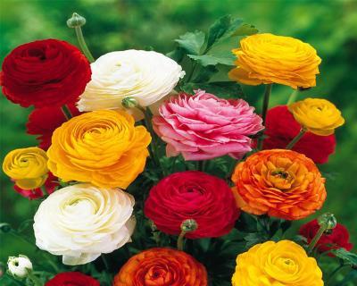 春季开花的花卉有哪些？如何选择适合春天种植的花卉？