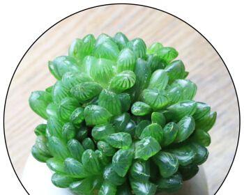 玉露花（玉露花语的美丽蕴含与传承）