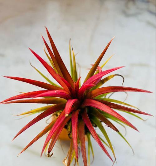 菠萝水浇花好吗？使用菠萝水对植物有哪些影响？