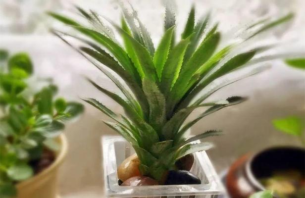 菠萝水浇花好吗？使用菠萝水对植物有哪些影响？