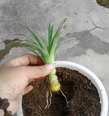 菠萝水浇花好吗？使用菠萝水对植物有哪些影响？