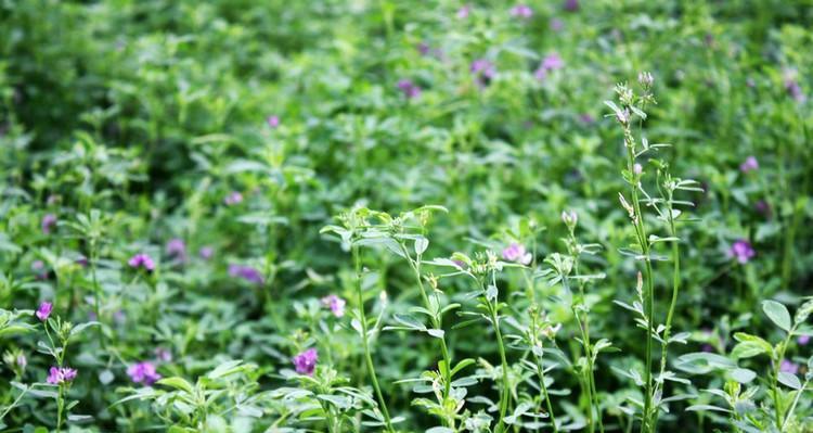 苜蓿花语——传递爱与希望的使者(苜蓿花语的意义与象征) 苜蓿花语——传递爱与希望的使者(苜蓿花语的意义与象征)