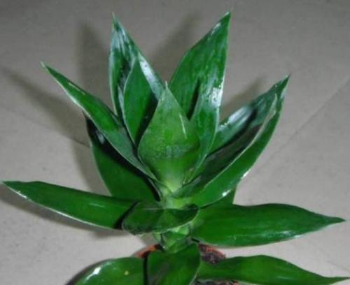 以观音竹花语象征与寓意（以观音竹花语的美好意象和精神内涵）