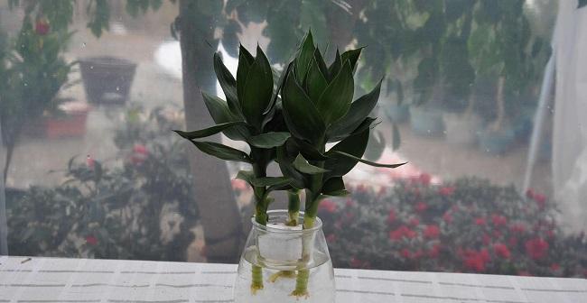 以观音竹花语象征与寓意（以观音竹花语的美好意象和精神内涵）