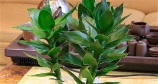 以观音竹花语象征与寓意（以观音竹花语的美好意象和精神内涵）