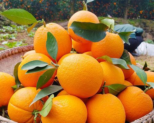 橙子什么时候成熟？如何判断橙子的最佳采摘时间？