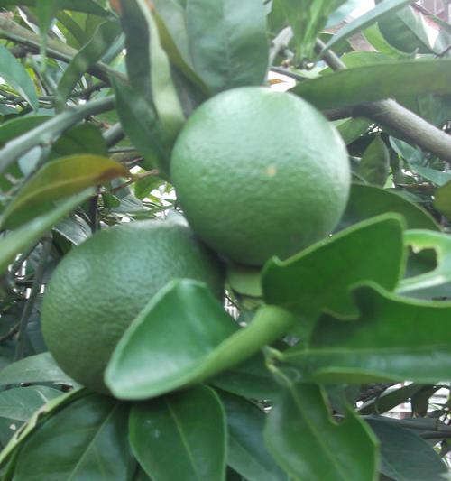 橙子什么时候成熟？如何判断橙子的最佳采摘时间？