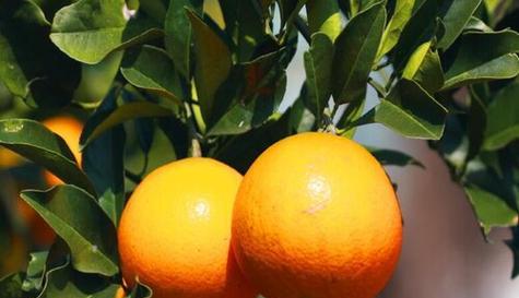 橙子什么时候成熟？如何判断橙子的最佳采摘时间？