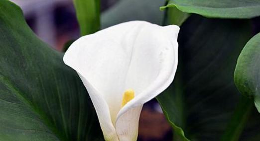 以马蹄莲的寓意及象征（揭示大自然中的神奇之花）