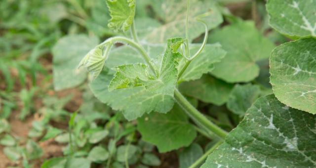 南瓜成熟了吗?如何判断南瓜是否熟透? 南瓜成熟了吗?如何判断南瓜是否熟透?