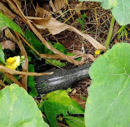 南瓜成熟了吗?如何判断南瓜是否熟透? 南瓜成熟了吗?如何判断南瓜是否熟透?