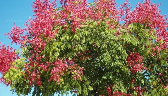 栾树的象征意义与生活启示（探寻栾树文化的深层内涵）