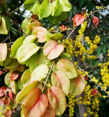 栾树的象征意义与生活启示（探寻栾树文化的深层内涵）