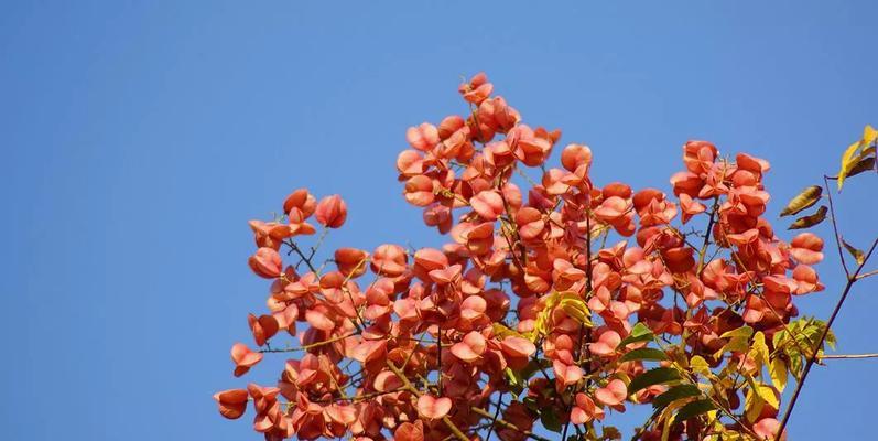 栾树的象征意义与生活启示（探寻栾树文化的深层内涵）