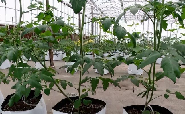 磷酸二氢钾浇西红柿的效果如何？使用方法是什么？