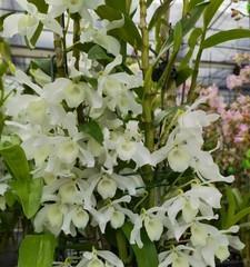 以肿节石斛花语解读 以肿节石斛的花语和含义