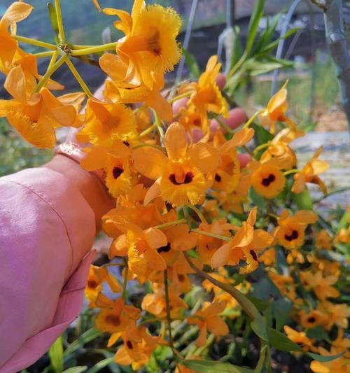 以肿节石斛的花语和含义（以肿节石斛花语解读）