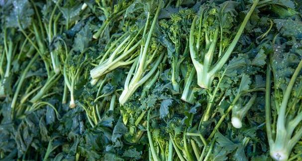 雪里蕻还有哪些别名?雪里蕻的其他称呼是什么? 雪里蕻还有哪些别名?雪里蕻的其他称呼是什么?