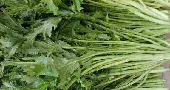 雪里蕻还有哪些别名?雪里蕻的其他称呼是什么? 雪里蕻还有哪些别名?雪里蕻的其他称呼是什么?