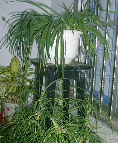 吊兰的风水寓意与摆放位置(招财进宝)