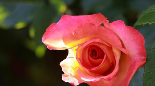 粉红月季花的花语与寓意（探寻粉红月季花的情感表达及象征意义）