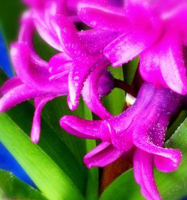 风信子的象征意义与寓意(揭示风信子背后的美丽寓意) 风信子的象征意义与寓意(揭示风信子背后的美丽寓意)