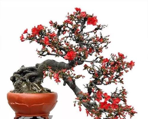 海棠花养殖方法是什么？养殖过程中需要注意哪些事项？