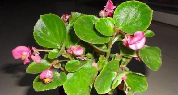 海棠花养殖方法是什么？养殖过程中需要注意哪些事项？