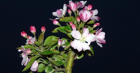 海棠花养殖方法是什么？养殖过程中需要注意哪些事项？