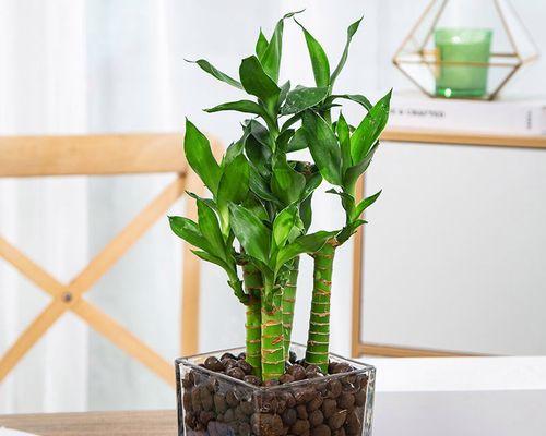 盆栽竹子怎么养才能更旺盛？有哪些技巧和注意事项？