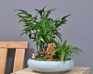 盆栽竹子怎么养才能更旺盛？有哪些技巧和注意事项？