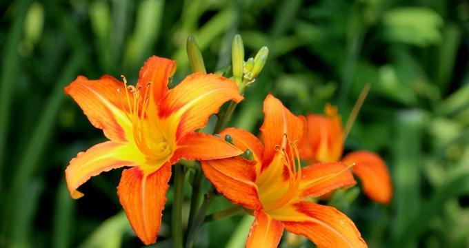 以萱草为象征的勇敢和坚持精神（揭示人生中重要的品质和价值观）