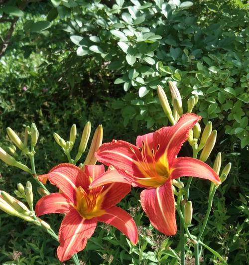 以萱草为象征的勇敢和坚持精神（揭示人生中重要的品质和价值观）