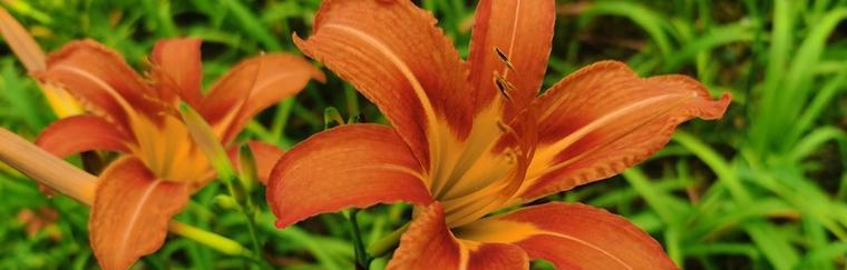 以萱草为象征的勇敢和坚持精神（揭示人生中重要的品质和价值观）