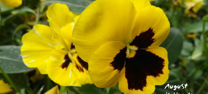 蝴蝶花(探寻蝴蝶花的美丽与寓意) 蝴蝶花(探寻蝴蝶花的美丽与寓意)