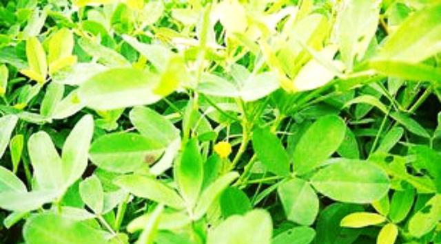 花生有多少品种？如何区分不同种类的花生？