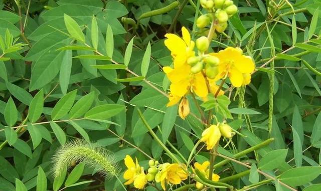 花生有多少品种？如何区分不同种类的花生？