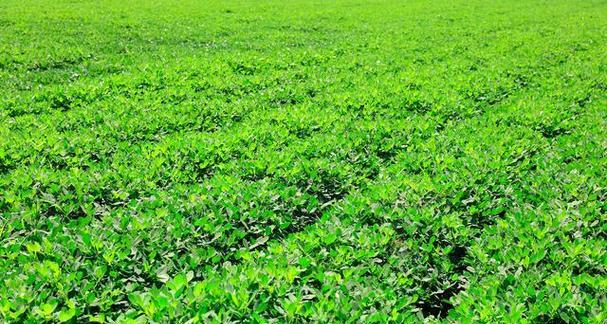 花生有多少品种？如何区分不同种类的花生？